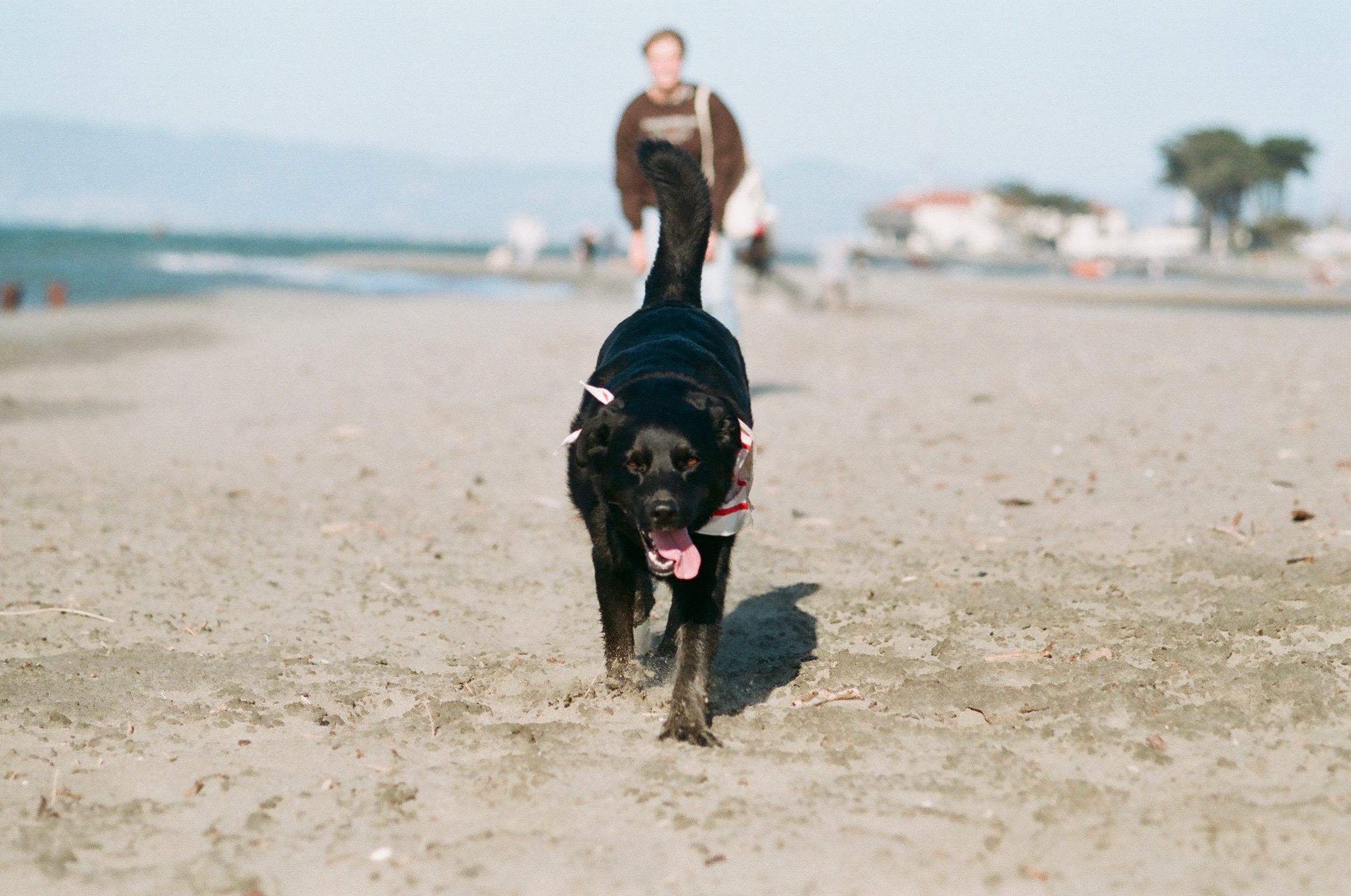 Millie running happily toward the camera on a beach