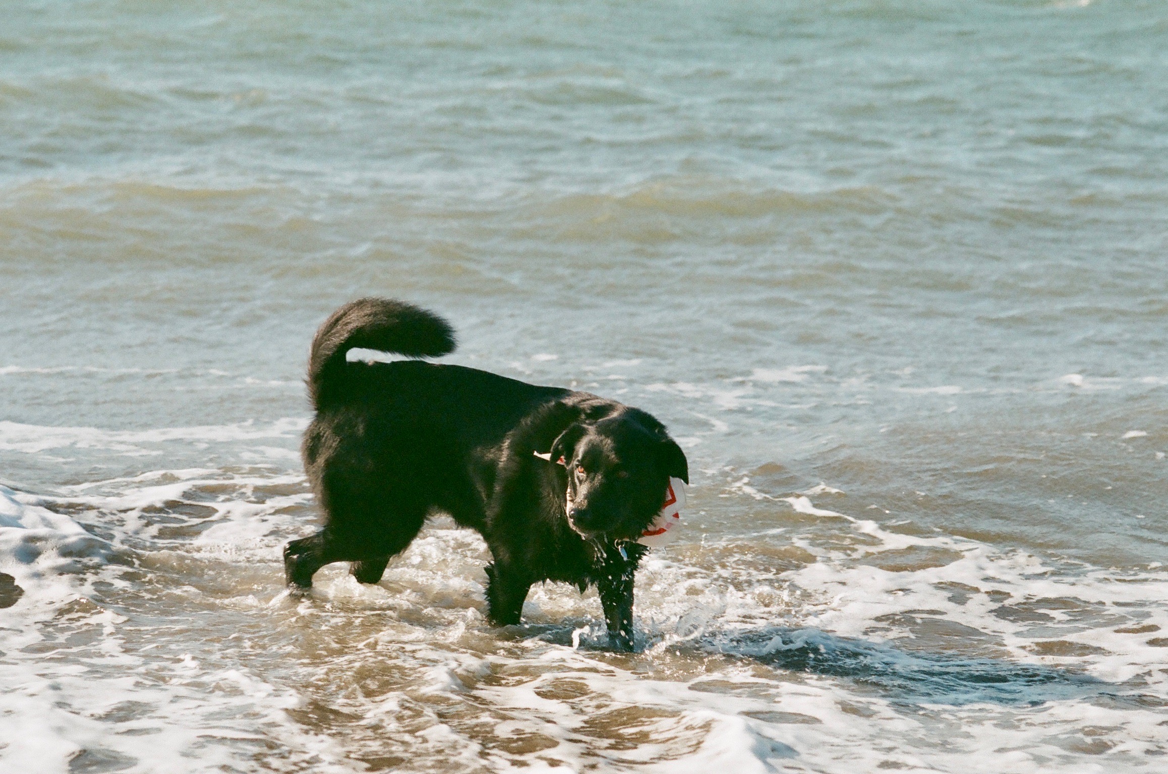 Millie standing in the shallow ocean water